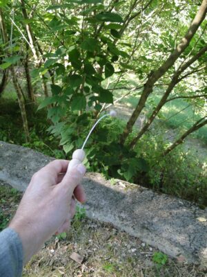 Main tenant une Baguette Universelle Bio Tenseur Compacte dans un environnement naturel avec des arbres en arrière-plan